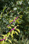 American beautyberry